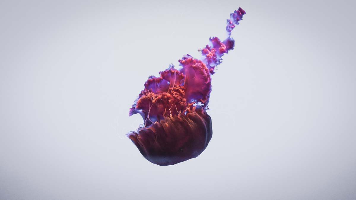 monterey bay aquarium purple jellyfish monterey